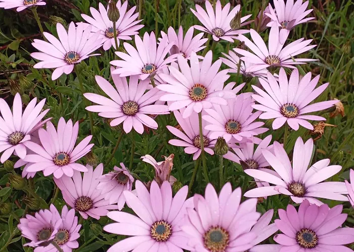 Fraga's House - Douro E Natureza 度假居 Coura (Vila Real)